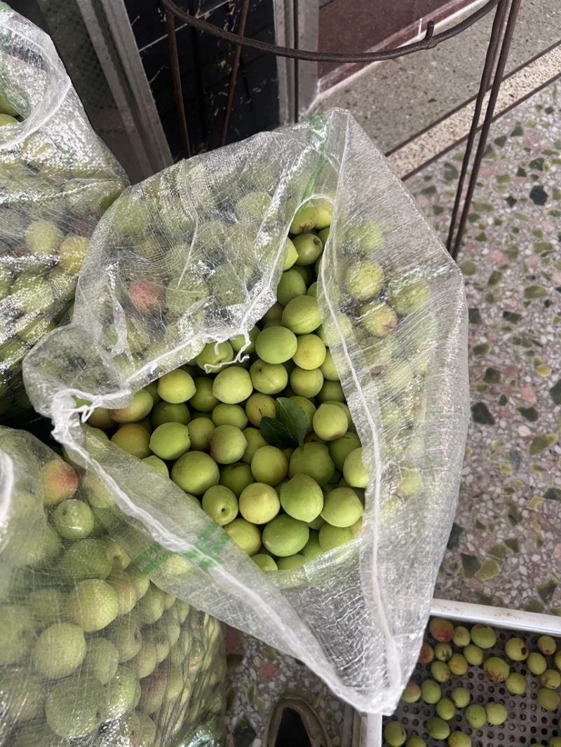 潮汕青竹梅