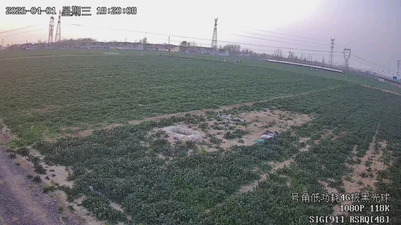 百亩菠菜采摘
