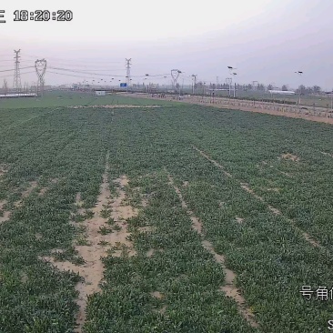 百亩菠菜采摘