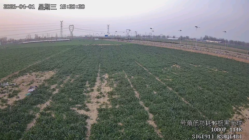 百亩菠菜采摘