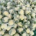 精品花菜大量现货对接全国各批发市场加工厂