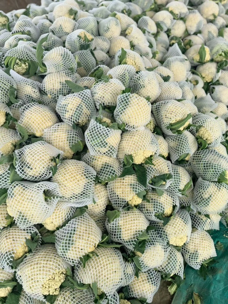 精品花菜大量现货对接全国各批发市场加工厂