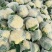 精品花菜大量现货对接全国各批发市场加工厂