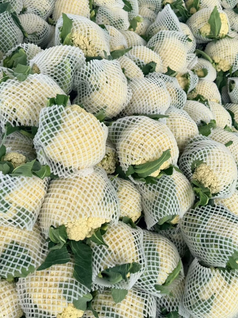 精品花菜大量现货对接全国各批发市场加工厂