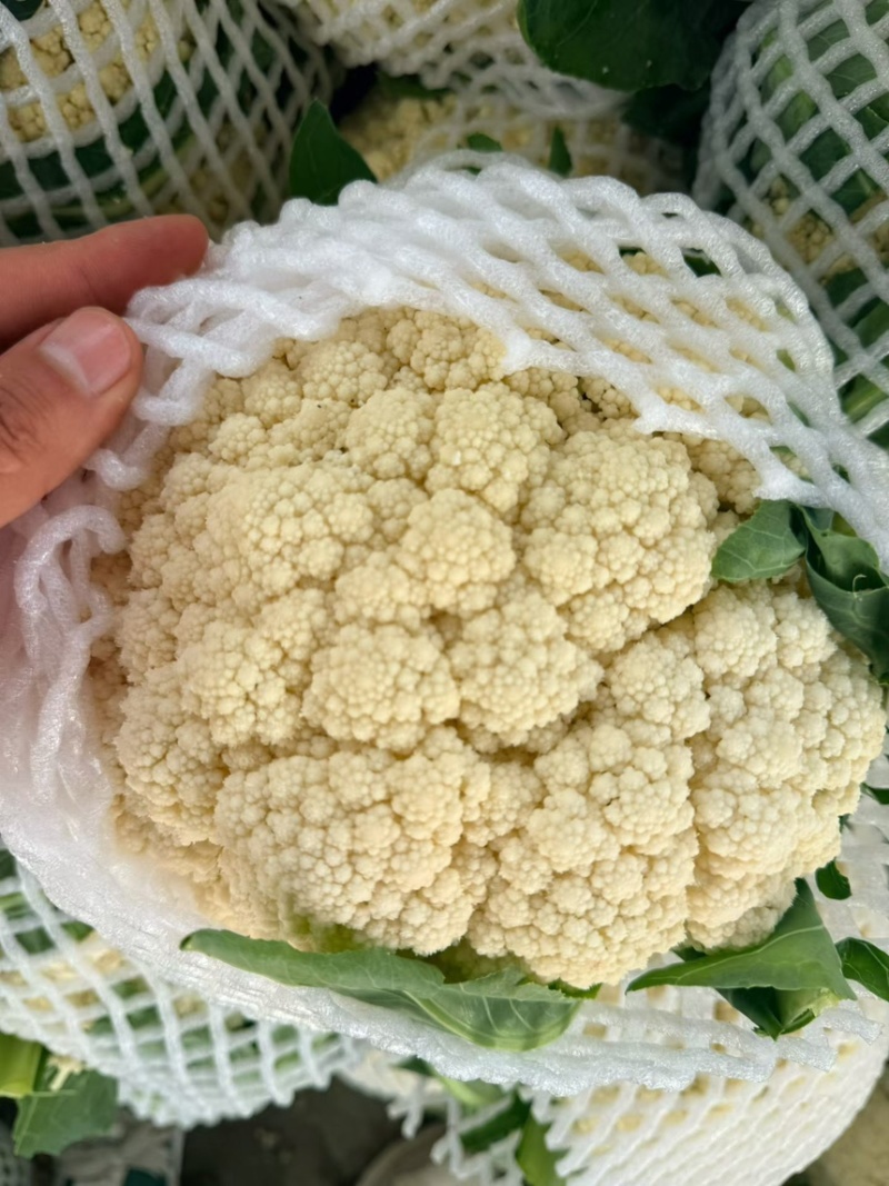 精品花菜大量现货对接全国各批发市场加工厂