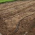 广西北流西埌番石榴3两以上统货