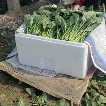 大叶菠菜
