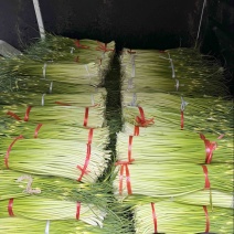 精品蒜薹大量现货对接全国各批发市场加工厂