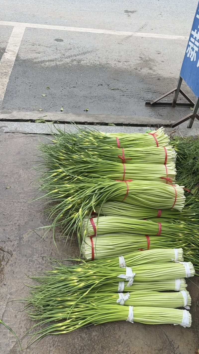 精品蒜薹大量现货对接全国各批发市场加工厂