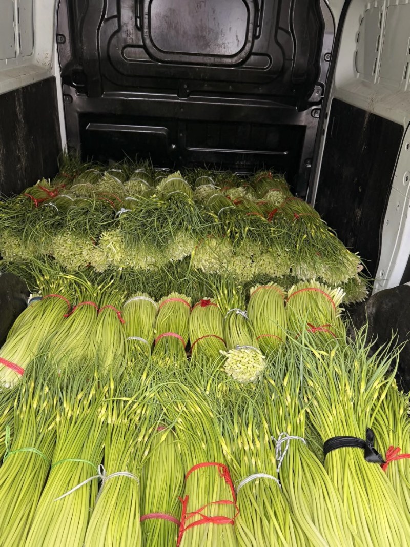精品蒜薹大量现货对接全国各批发市场加工厂