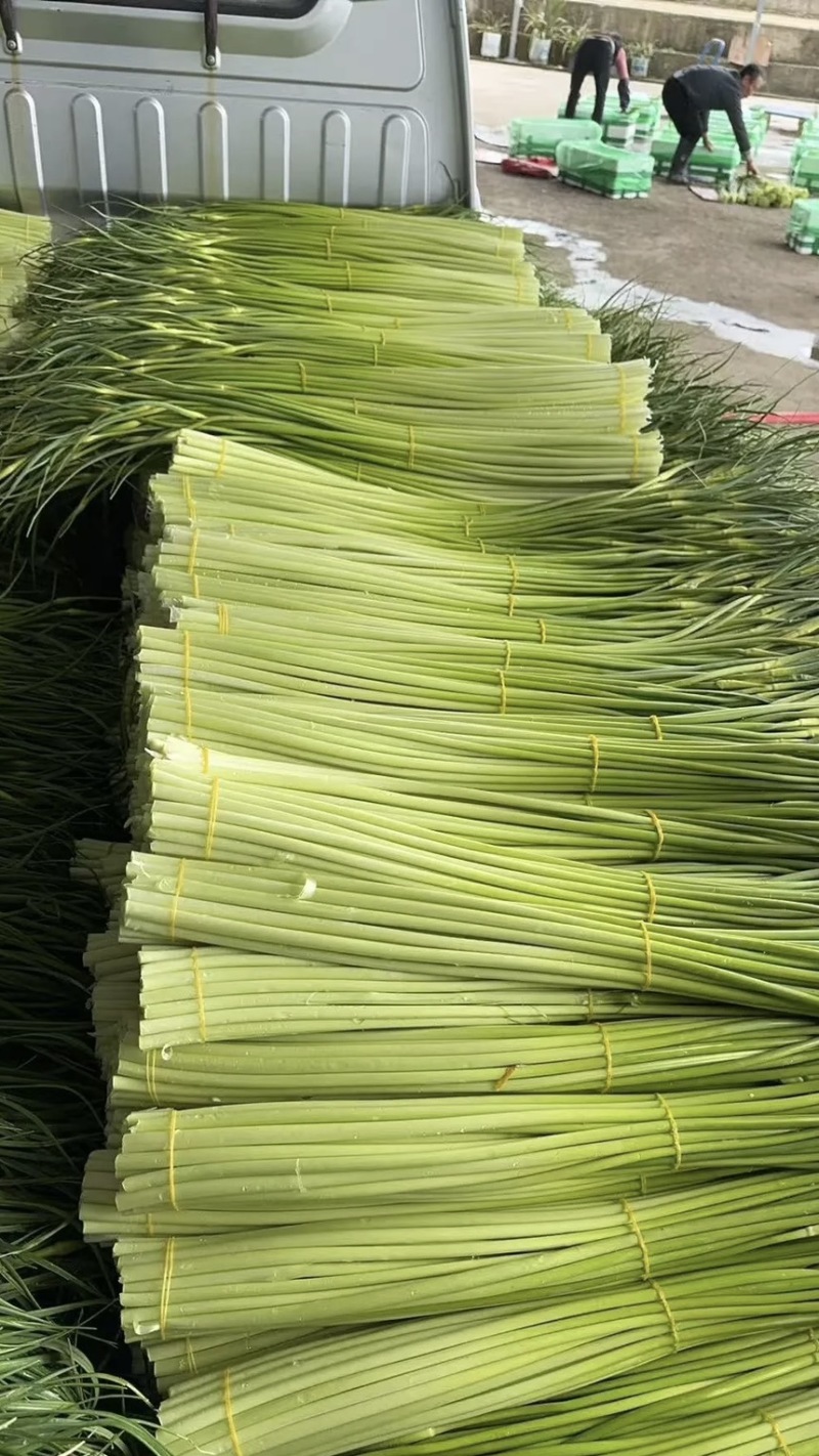 精品蒜薹大量现货对接全国各批发市场加工厂