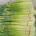 精品蒜薹大量现货对接全国各批发市场加工厂
