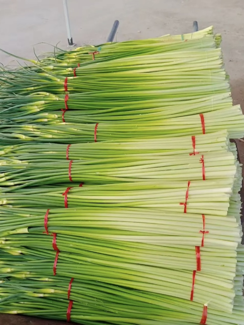 精品蒜薹大量现货对接全国各批发市场加工厂