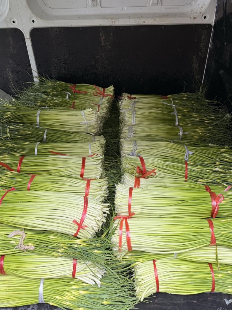 精品蒜薹大量现货对接全国各批发市场加工厂