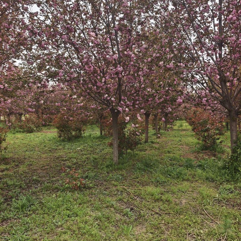 自家樱花12....15公分，产地直销发货。
