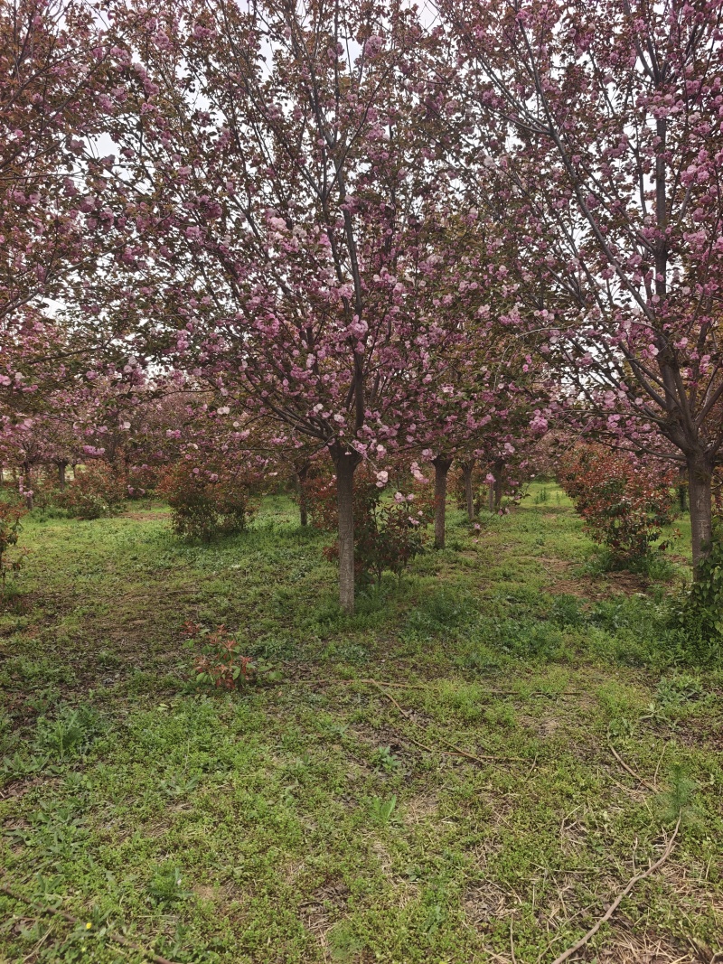 自家樱花12....15公分，产地直销发货。