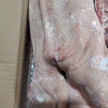 二级中龄鹅全鹅