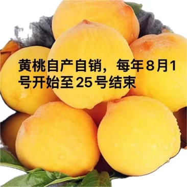 锦绣黄桃大量供应