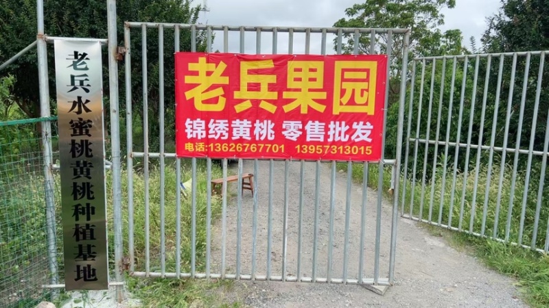 锦绣黄桃大量供应