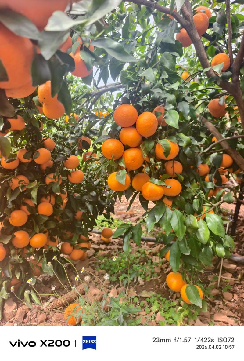 精选沃柑云南宾川大理丽江永胜沃柑一手货源全国发货商超代发