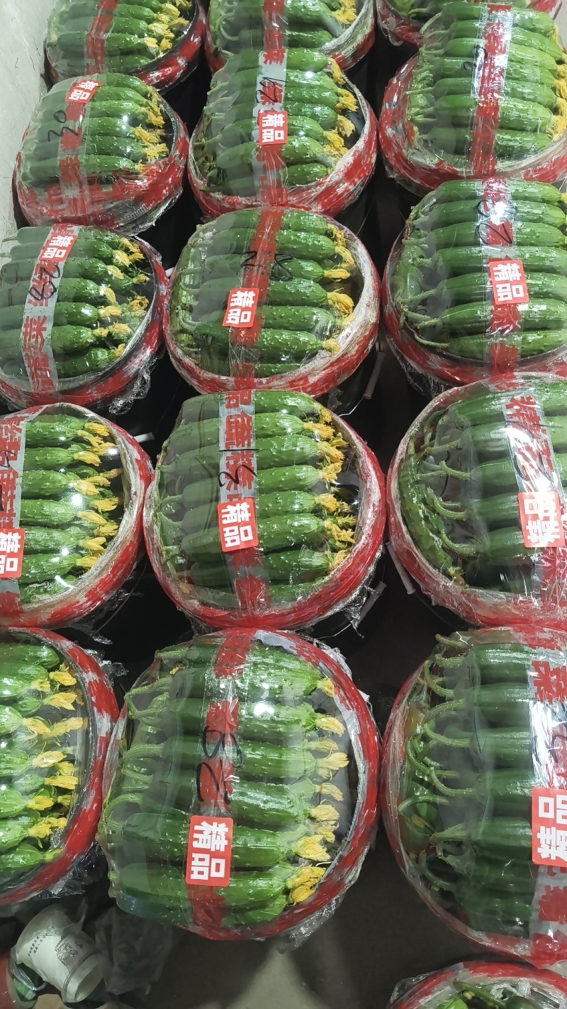 辽宁绥中旱黄瓜产地掉价了！好货1.78