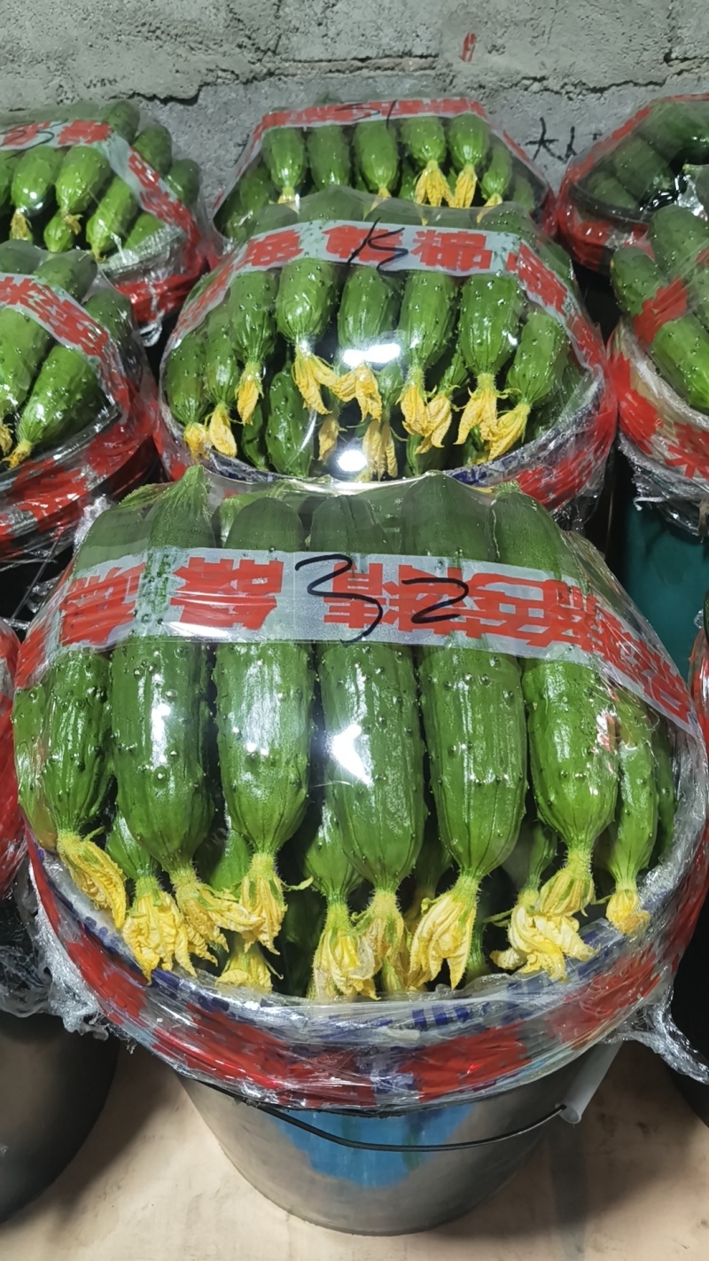 辽宁绥中旱黄瓜产地掉价了！好货1.78