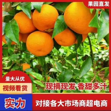 精选沃柑云南宾川大理丽江永胜沃柑一手货源全国发货商超代发