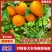 精选沃柑云南宾川大理丽江永胜沃柑一手货源全国发货商超代发