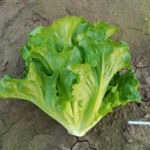 【推荐】精品意大利生菜