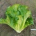 【推荐】精品意大利生菜