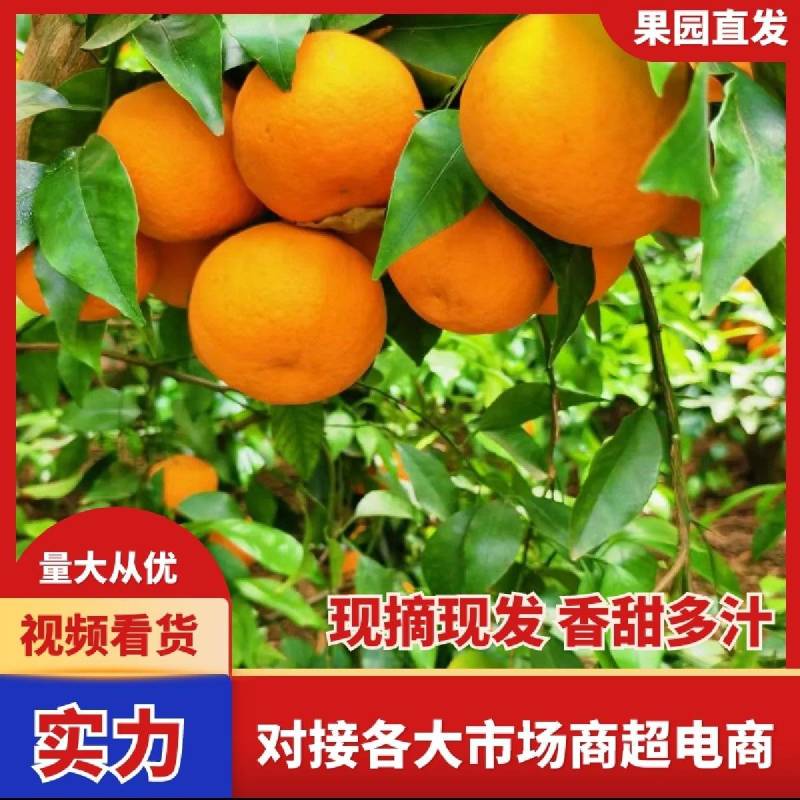 云南沃柑，一手货源，产地直供直发，全国发货电商市场商超