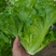 【推荐】精品意大利生菜
