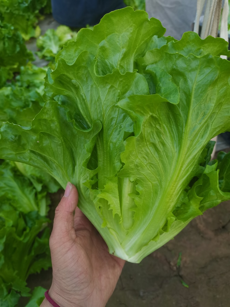 【推荐】精品意大利生菜