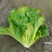 【推荐】精品意大利生菜