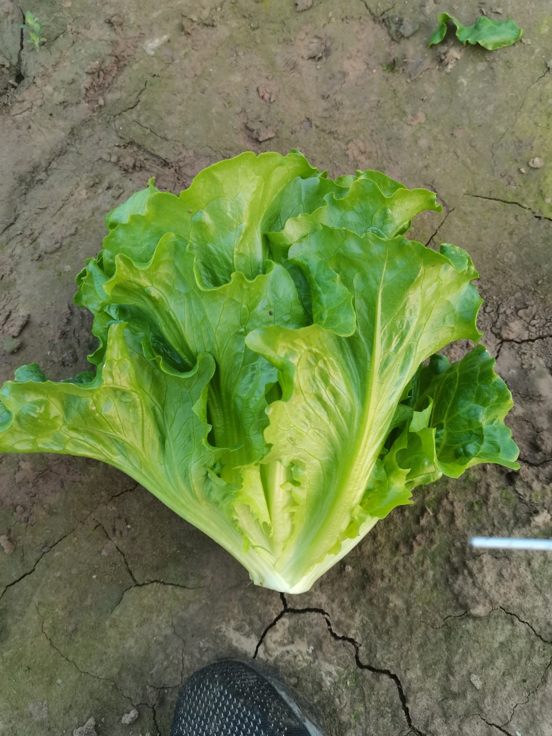 【推荐】精品意大利生菜