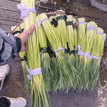 河南精品蒜薹质量**有质量问题退货退款