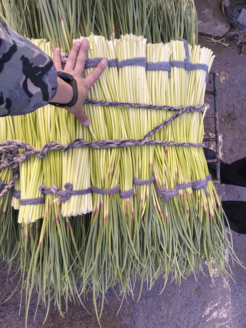 河南精品蒜薹质量**有质量问题退货退款