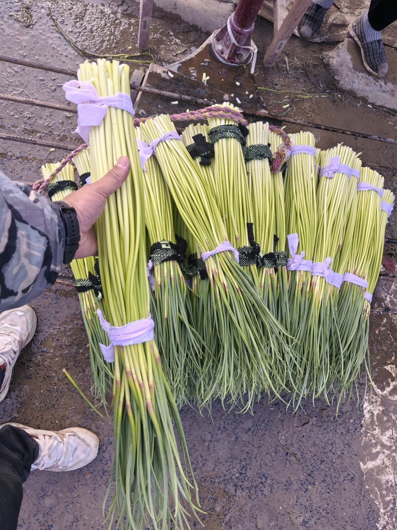 河南精品蒜薹质量**有质量问题退货退款