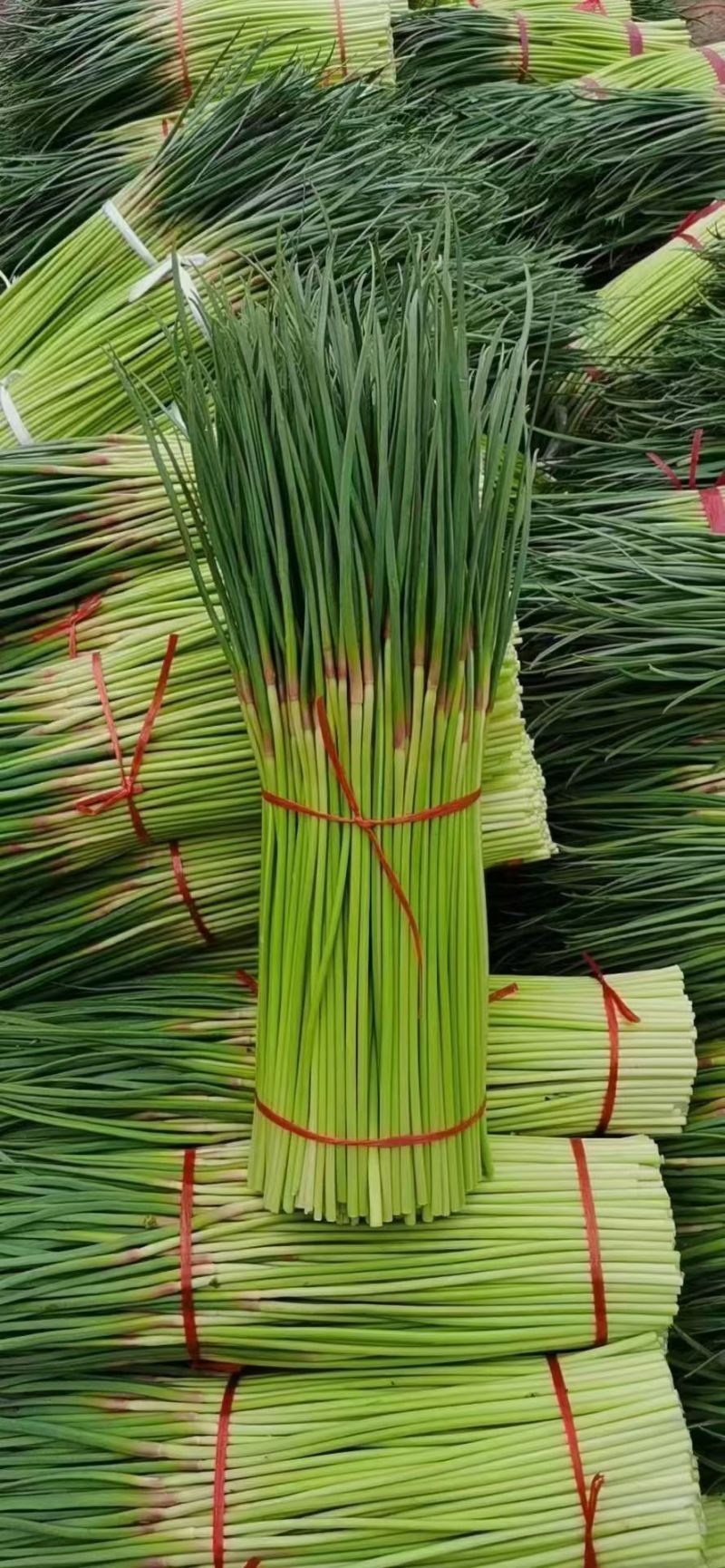 河南开封精品红帽蒜薹大量有货，质量三包，价格便宜