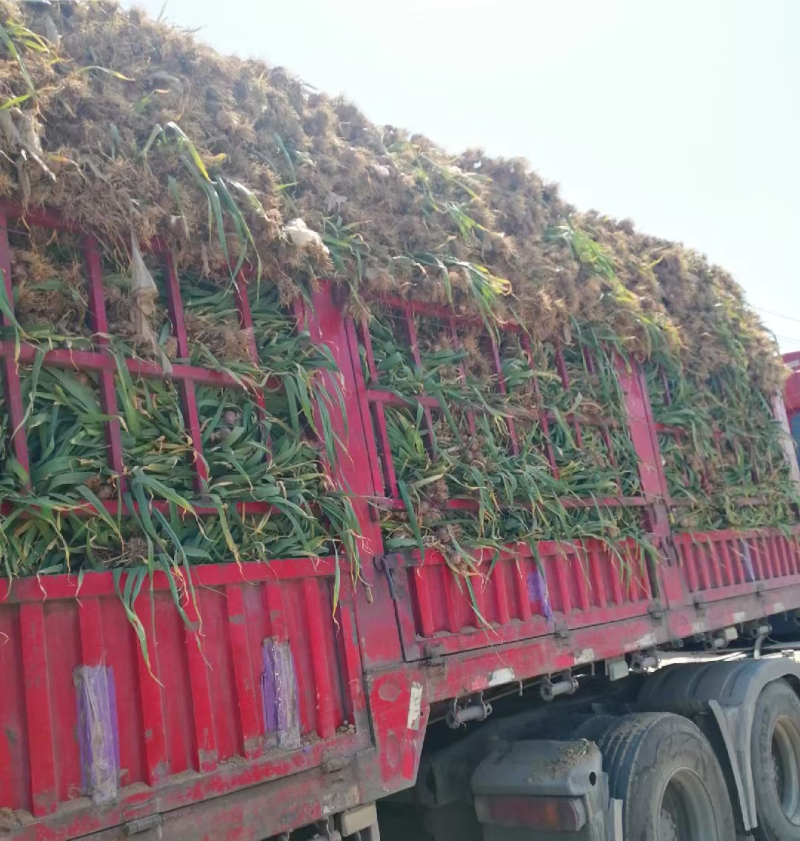 河南带苗蒜把子蒜产地一手货源全国发货量大价优欢迎随时联系