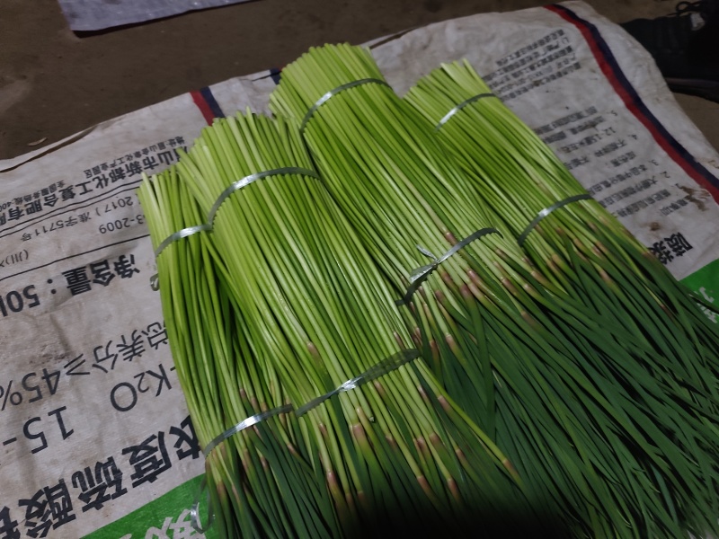 河南开封红帽蒜苔，欢迎全国客商选购，质量保证