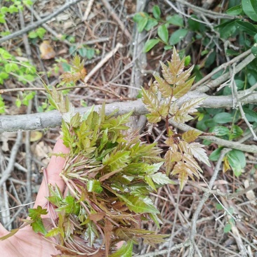 莓茶（藤茶）无咖啡因，老少皆宜，全家都能放心喝的养