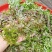 莓茶（藤茶）无咖啡因，老少皆宜，全家都能放心喝的养