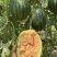 内黄县彩虹小吊瓜多汁多水