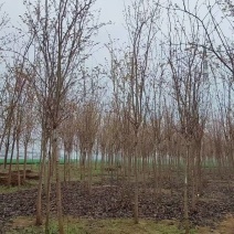 巨紫荆小苗价格，3公分巨紫荆价格，5-6公分巨紫荆小苗量
