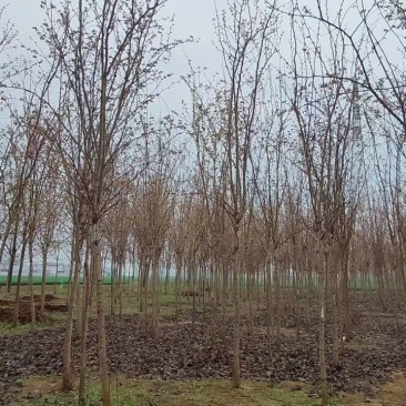 巨紫荆小苗价格，3公分巨紫荆价格，5-6公分巨紫荆小苗量