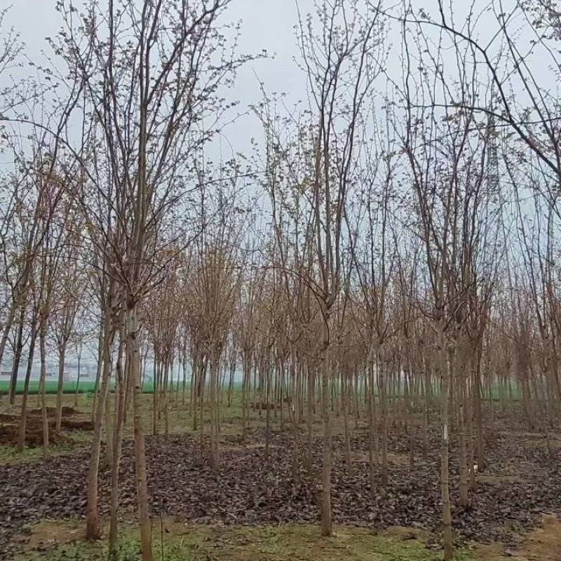 巨紫荆小苗价格，3公分巨紫荆价格，5-6公分巨紫荆小苗量
