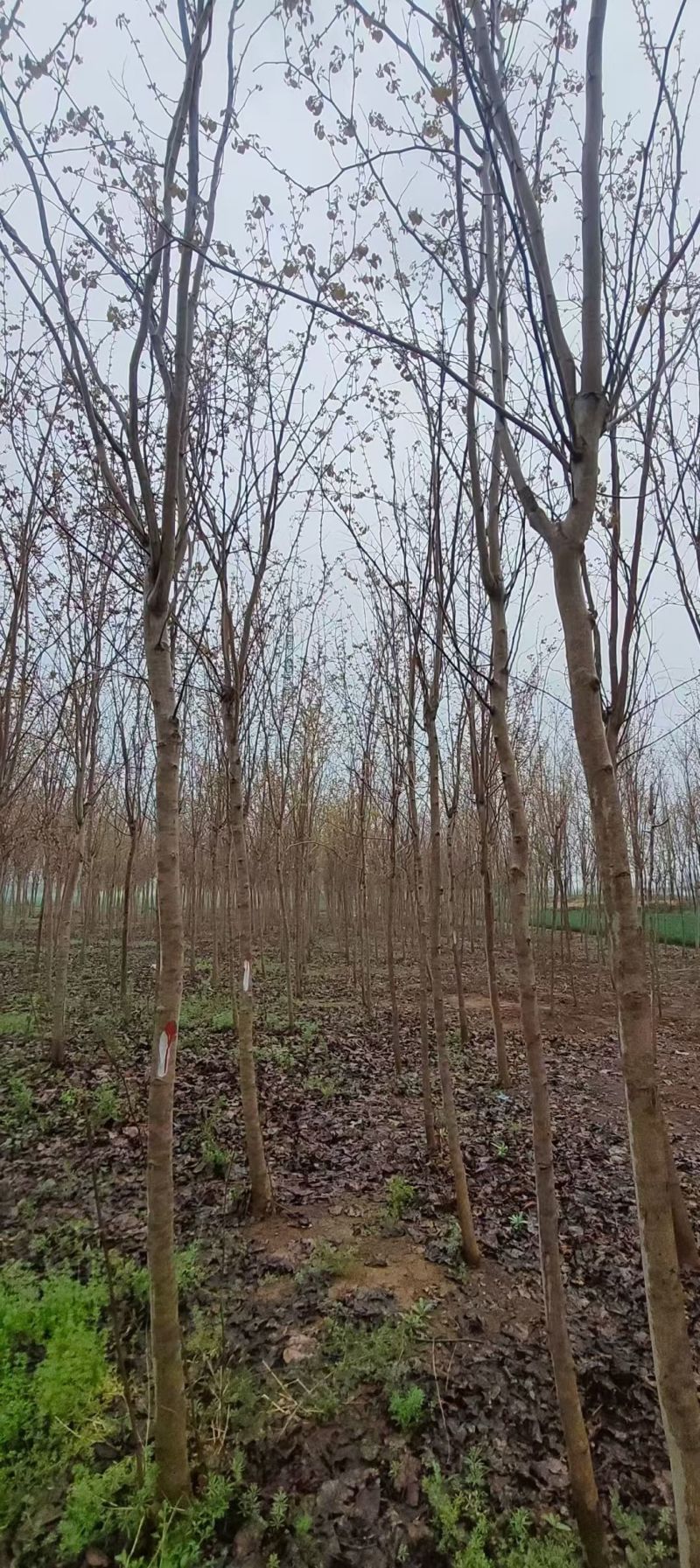 巨紫荆小苗价格，3公分巨紫荆价格，5-6公分巨紫荆小苗量