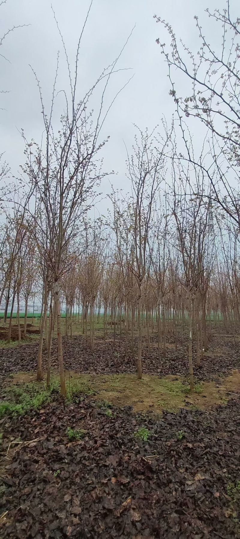 巨紫荆小苗价格，3公分巨紫荆价格，5-6公分巨紫荆小苗量