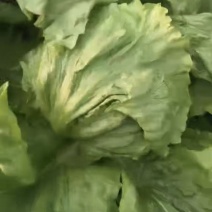 生菜球